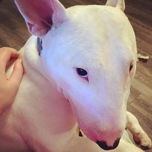 Meet your Posher, Jesse